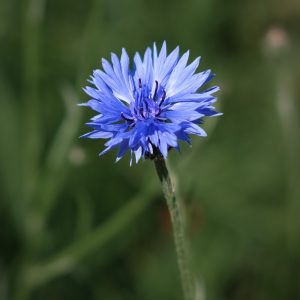 Cornflower in Langmoor Gardens Lyme Regis 13_06_21