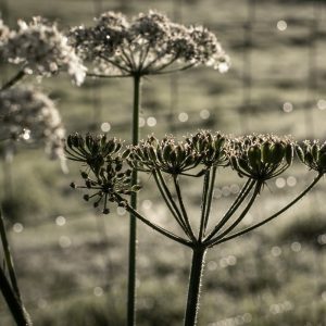 Early morning sunlight and dew on Hemlock behind The Mill House, Greyabbey 16_09_21