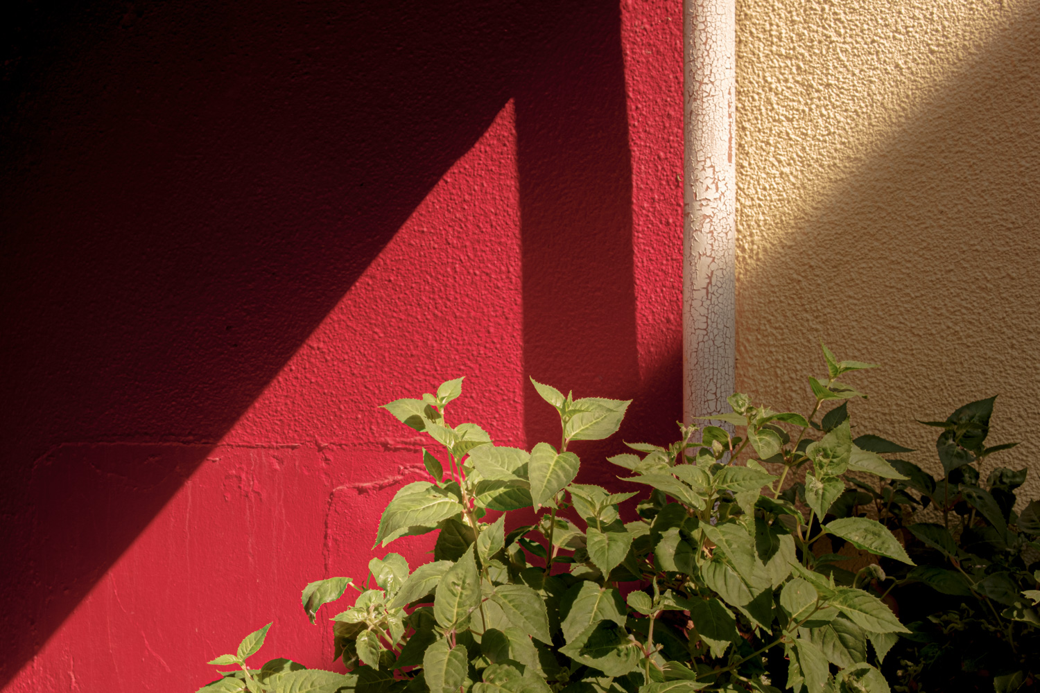 Sunlit red wall and foliage outside Fuego, Coombe St, Lyme Regis 21_05_23