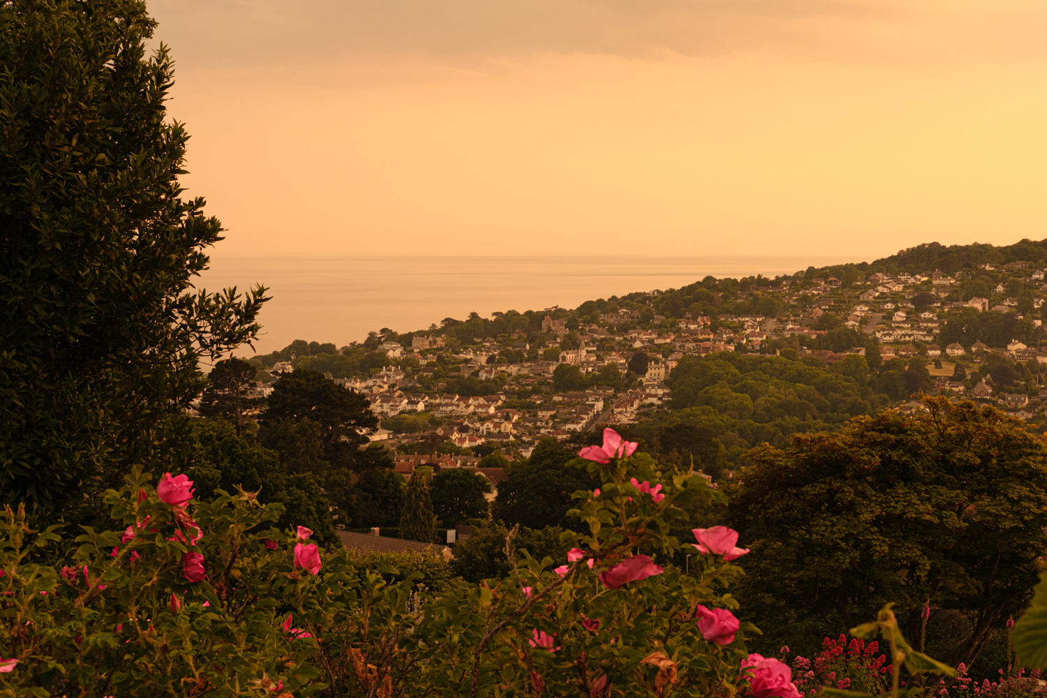 Golden hour view (with roses )over Lyme Regis from Timber Hill 13_06_23