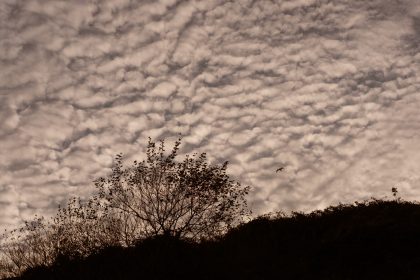 Evening Mackerel sky over silhouetted trees on Church Cliff from Church Cliff Walk, Lyme Regis 09_10_23