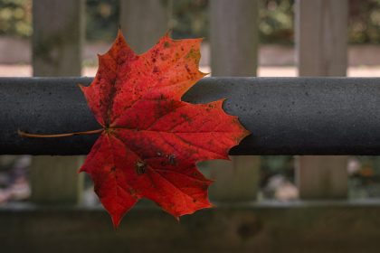 Red Maple leaf on metal railing at The Village Hall, Uplyme 22_10_23 edit
