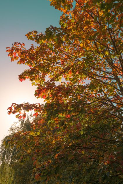 Sunlit Autumnal Maple tree at The Village Hall, Uplyme 22_10_23 1