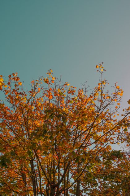 Sunlit Autumnal Maple tree at The Village Hall, Uplyme 22_10_23 2