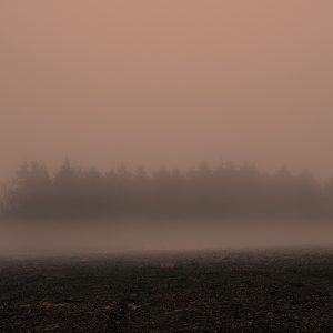 Conifer treeline in fog at Trinity Hill 09_03_23 2024 edit