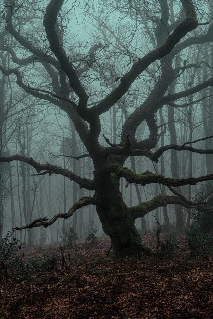 Gnarly old Oak tree in fog at Trinity Hill above St. Mary's Lane 30_01_24