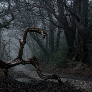 Twisted dead branch beside track on a dark foggy Trinity Hill 09_03_23 2024 edit