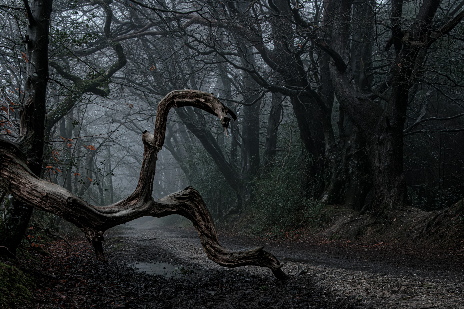 Twisted dead branch beside track on a dark foggy Trinity Hill 09_03_23 2024 edit