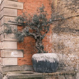 Olive tree on Bank End nr Clink Street, London 30_03_23