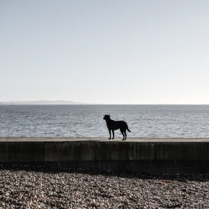 Black Labrador on the sea wall of Cobb Gate Beach, Lyme Regis 04_11_20 edit pano