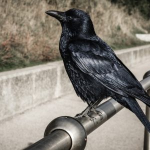 Crow on railing in Newton's Cove below Nothe Gardens, Weymouth 01_11_21 4