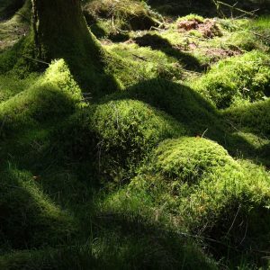 Dappled sunlight on mossy forest floor N of Fernworthy Stone Circle 29_05_21