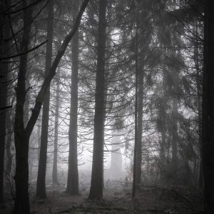 Fog through the Conifers at Trinity Hill 27_01_21