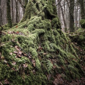 Mossy Beech tree on Devon bank in Charmouth Forest 01_02_21