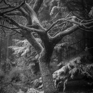 Young Oak tree in a foggy clearing at Trinity Hill 27_01_21 mono