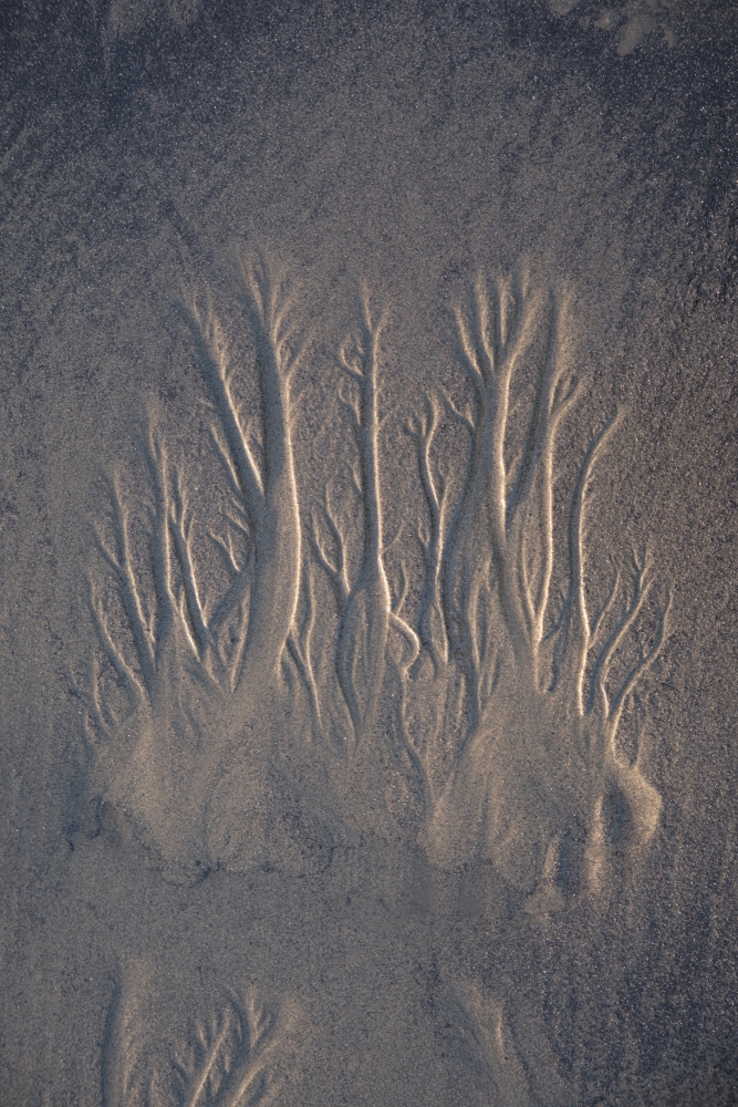 Sand Tendrils