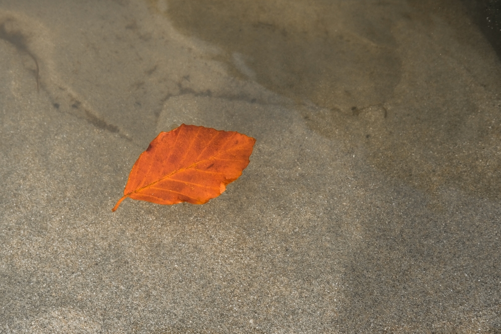 Autumn Beech