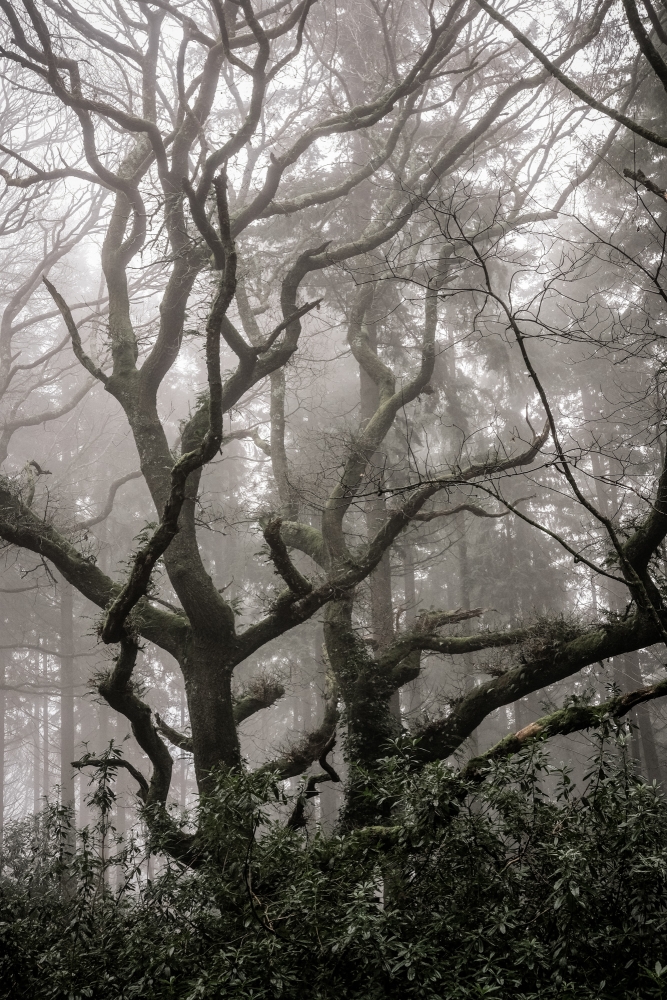 Climbing Through The fog