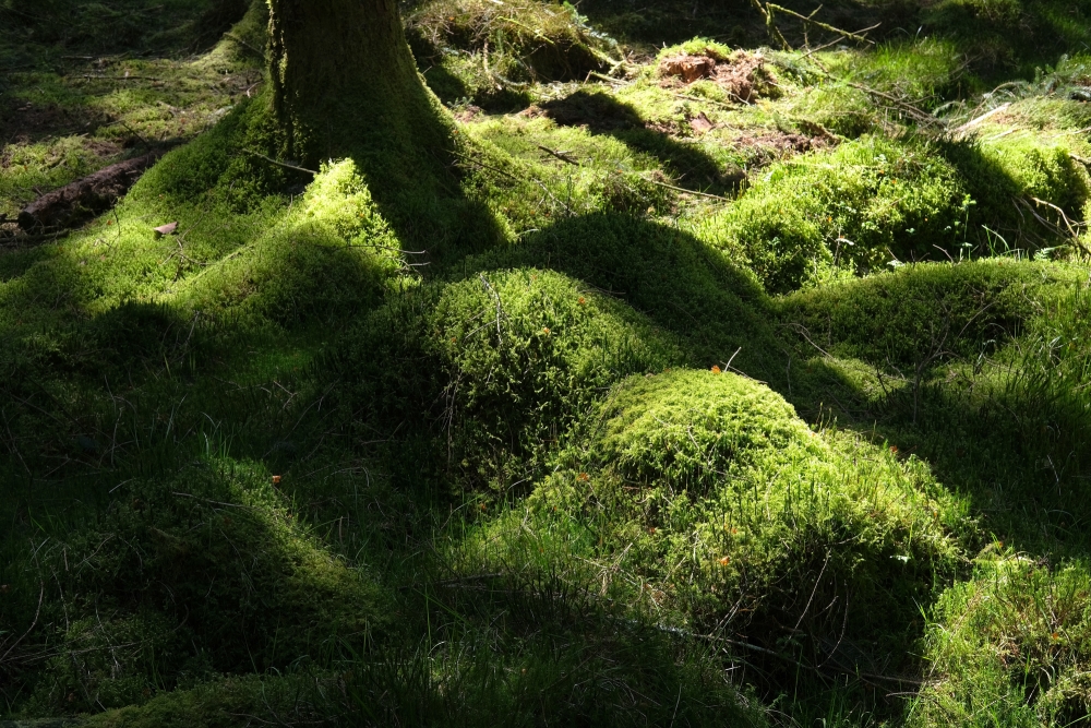 Cushioned In Sunlight