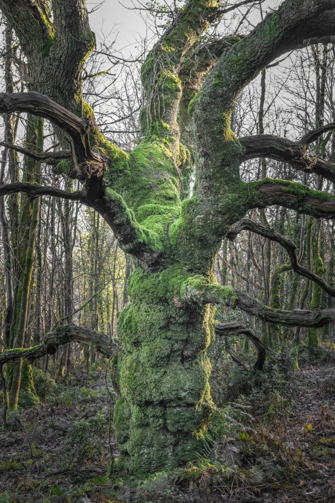 Gnarled Oak (revisited)