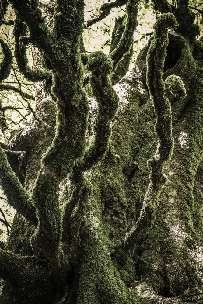 Moss Tendrils