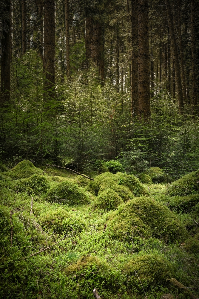 Mossy Haven