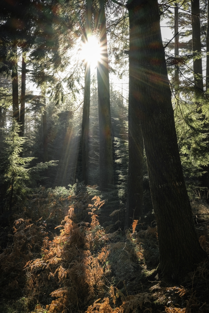 Forest Rays