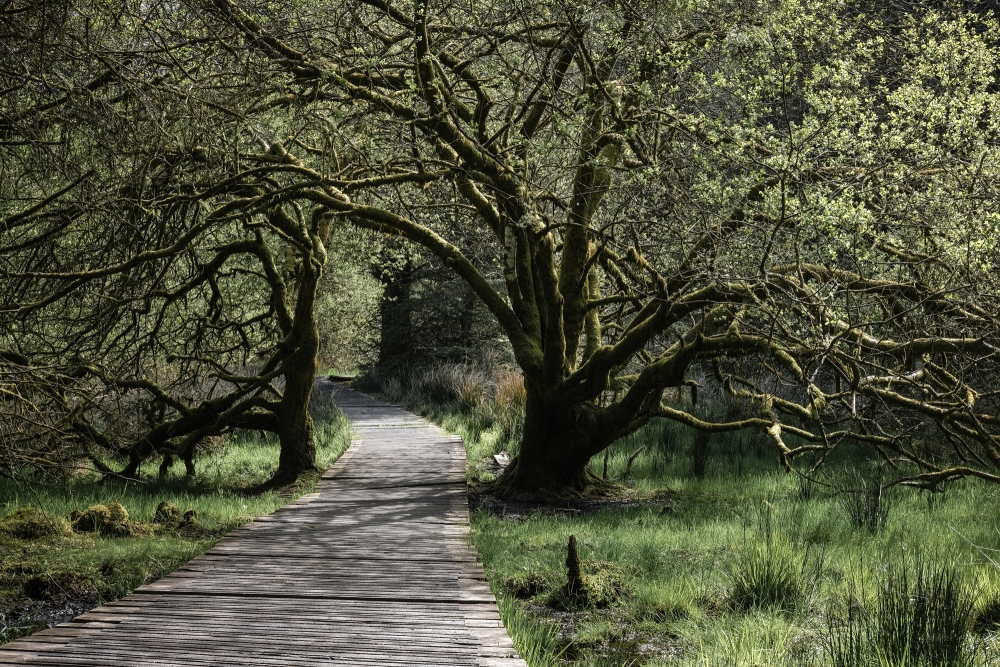 Fernworthy Walkway