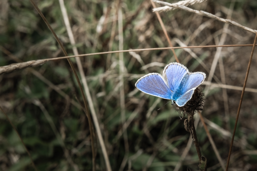 Late Summer Blues 1