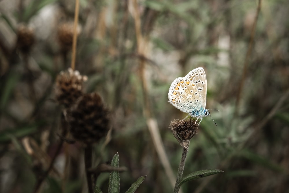 Late Summer Blues 2