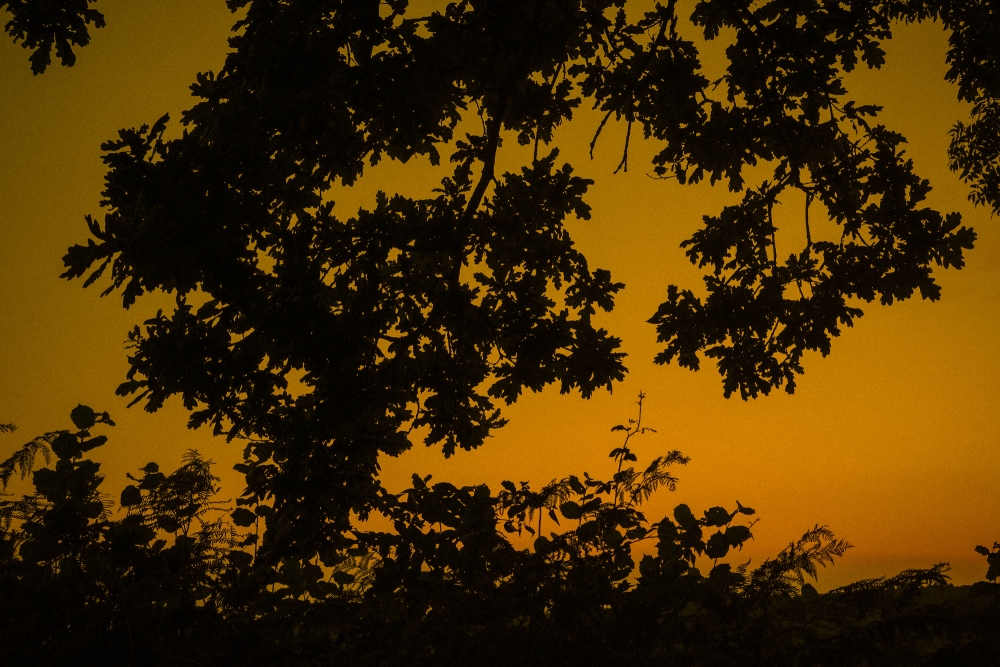 Velvia Dusk Silhouette