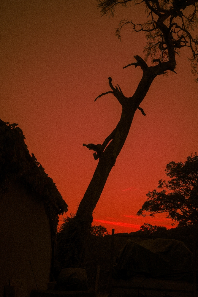 Velvia Pine Silhouette