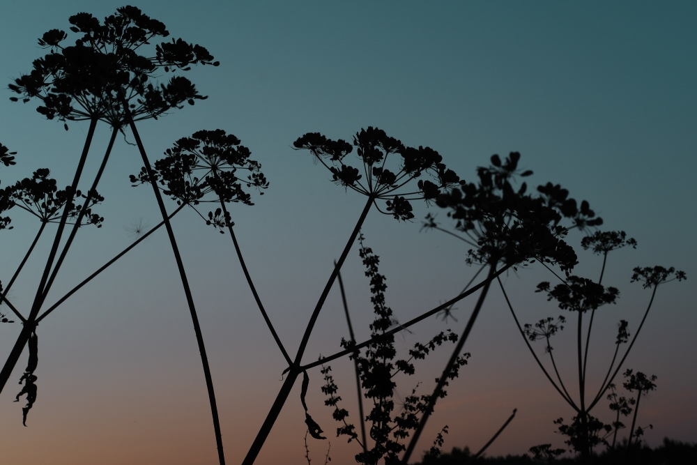 Meadow Twilight 2