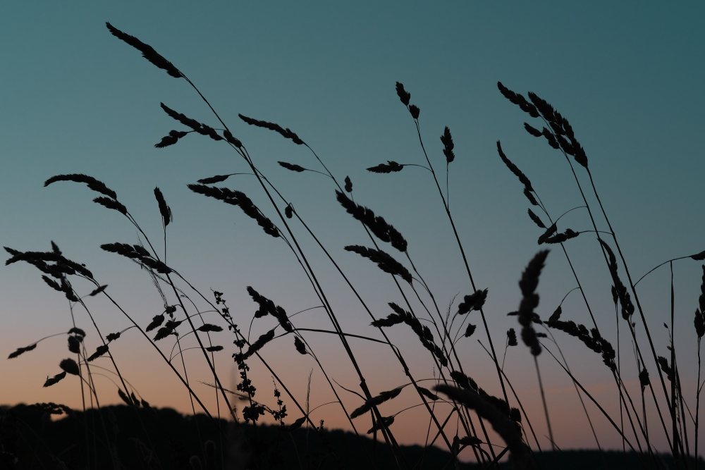 Meadow Twilight 1