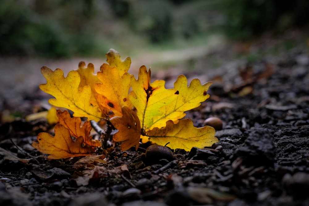 Oak Leaf Cluster