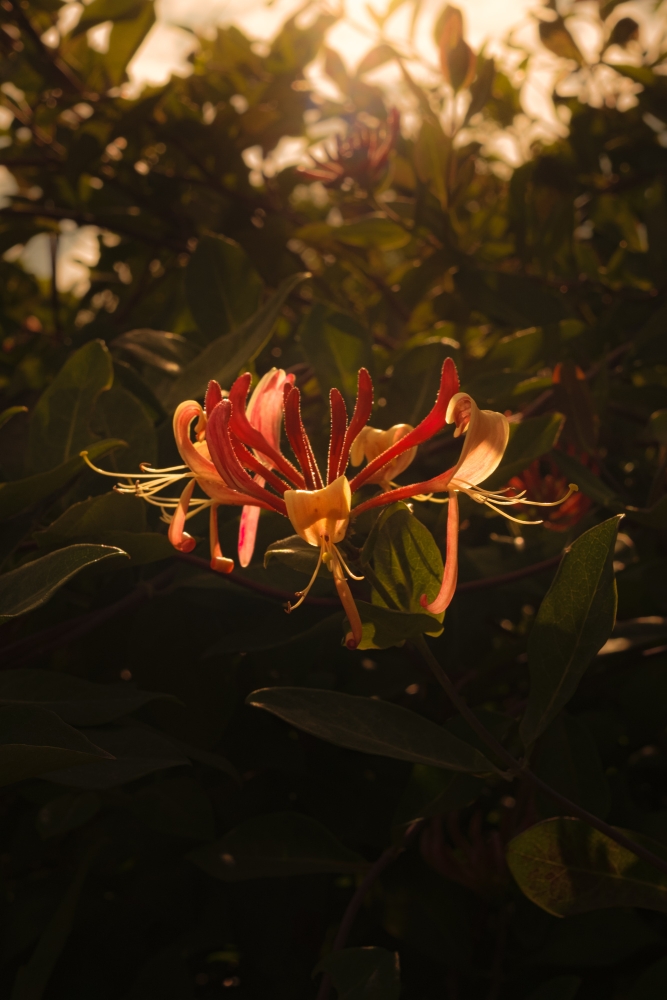 Honeysuckle Sundown