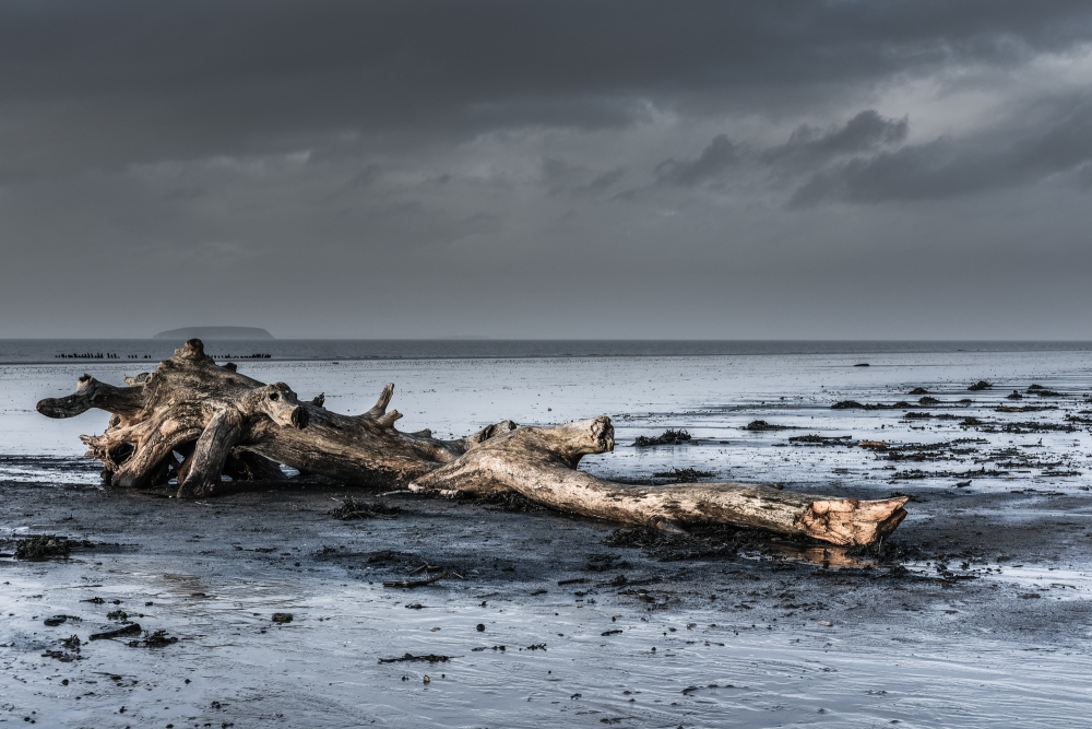 Berrow Beach Tree