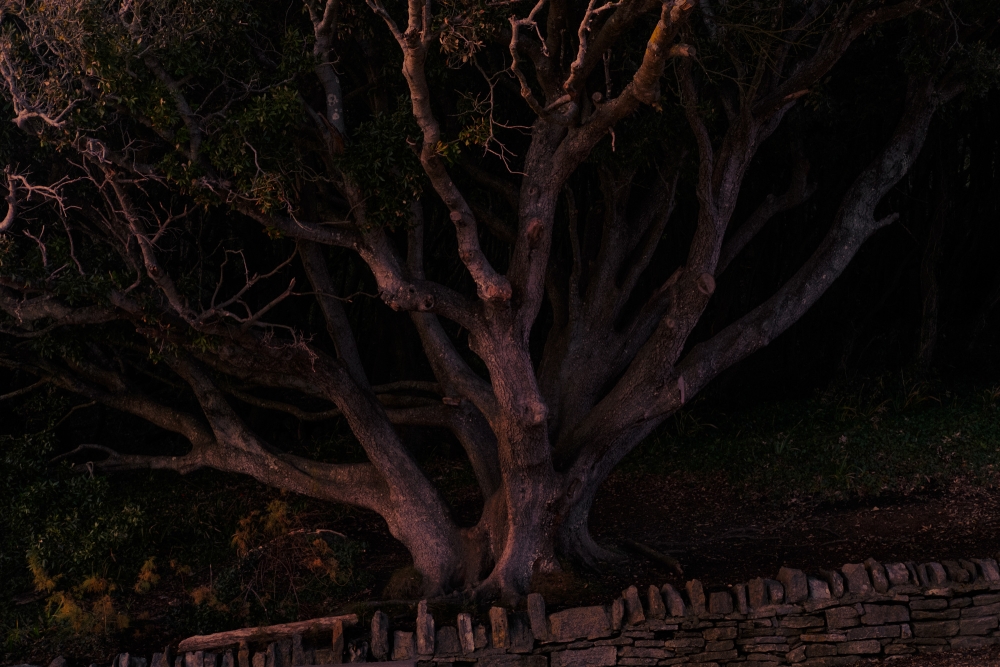 Durlston Holm Oak Twilight