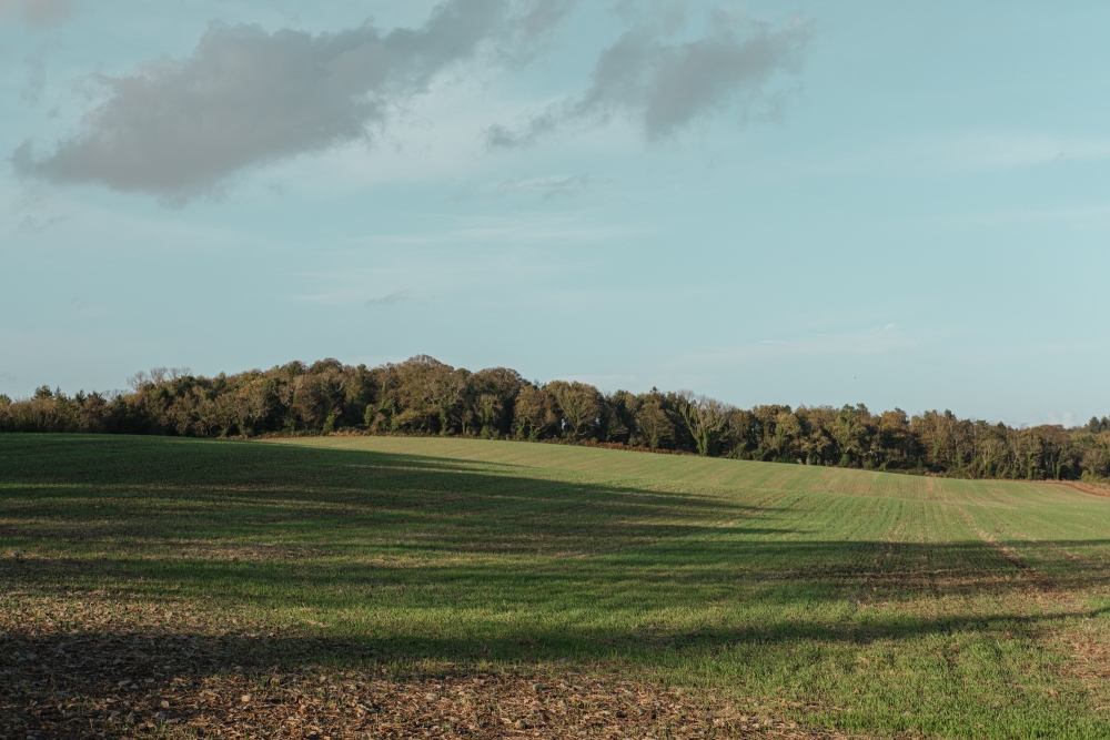 Late Light Fields II