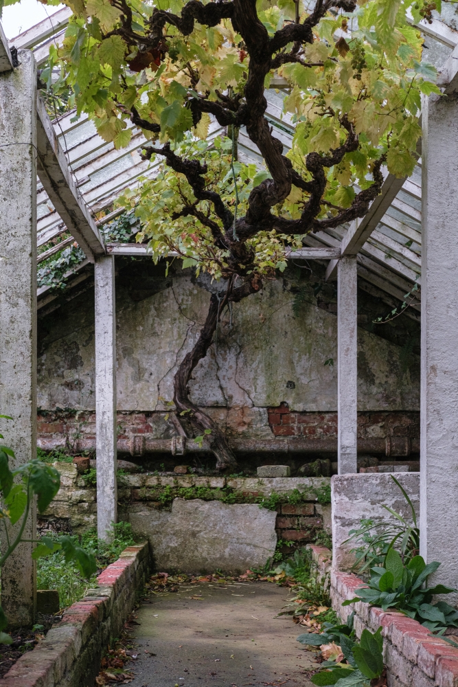 Old Vine