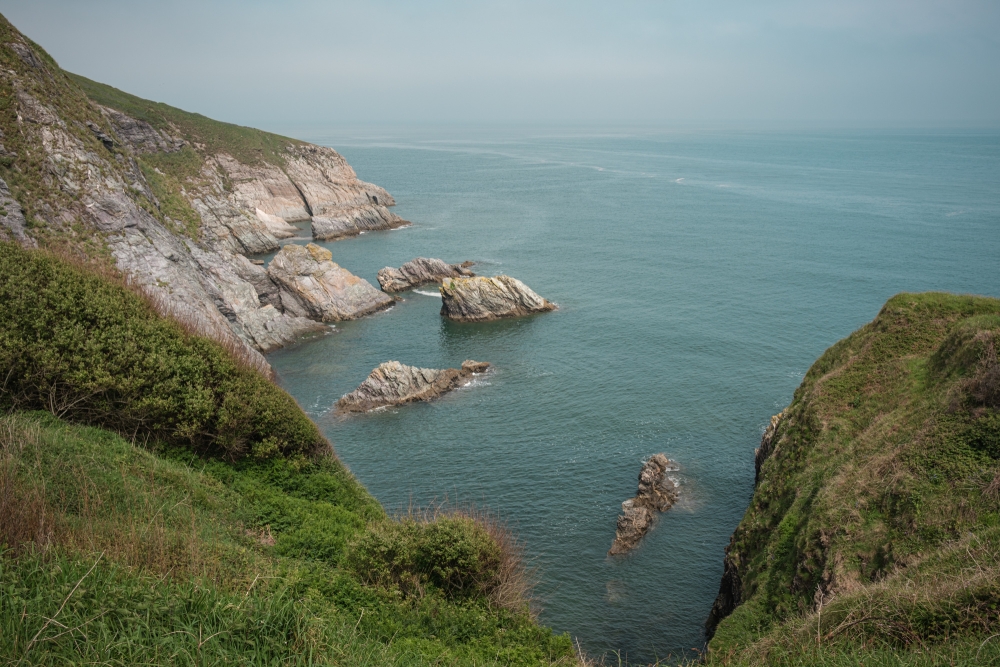 Ivy Cove II