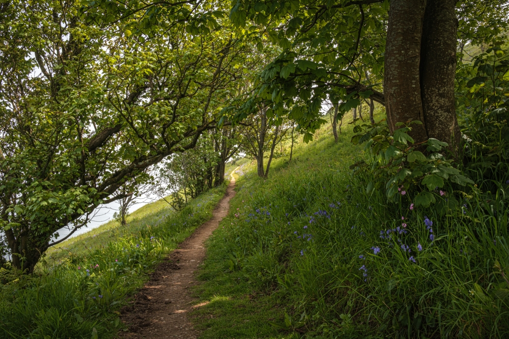 Cliff Walk Coppice