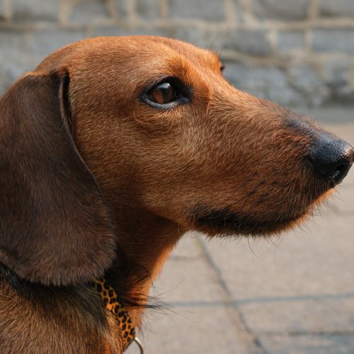 Handsome chap