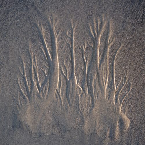 Sand Tendrils