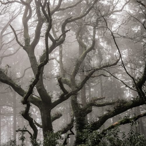 Climbing Through The fog