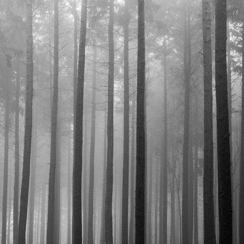 Veiled Forest Layers