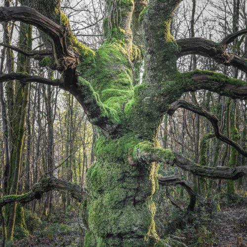 Gnarled Oak (revisited)