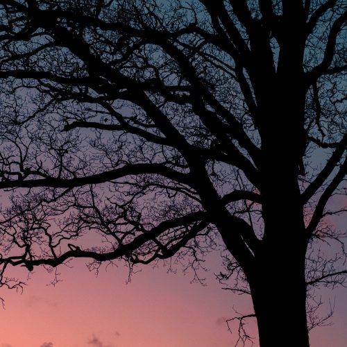 Sundown Psychedelica