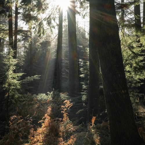 Forest Rays