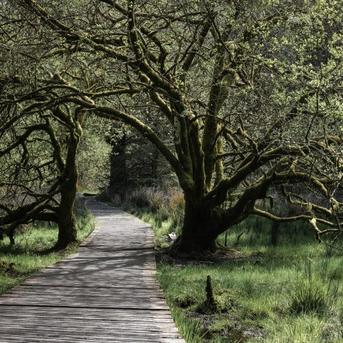 Fernworthy Walkway